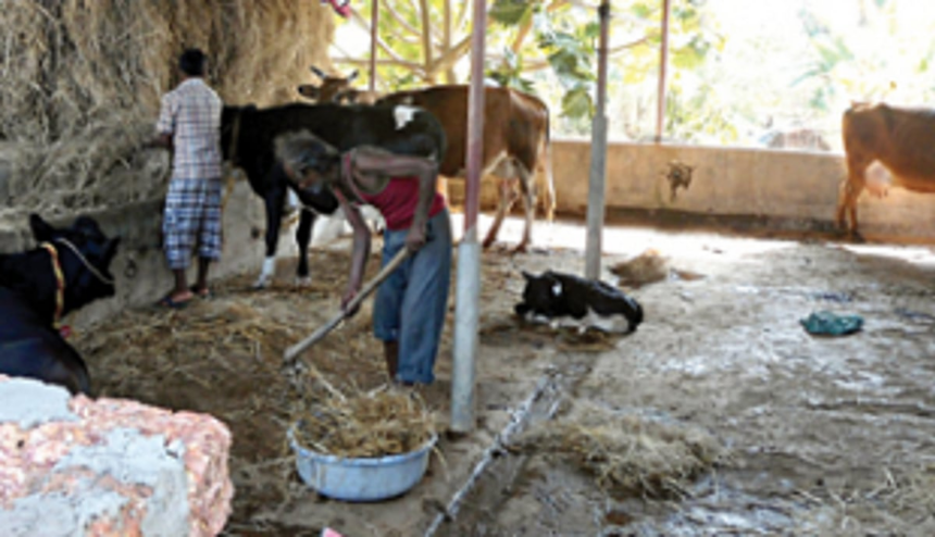 Stop cheating us with meagre milk procurement hike: Goa Dairy farmers