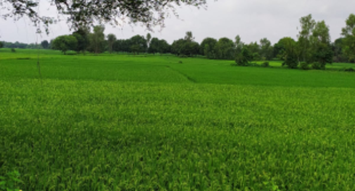 Stop rape of Goa’s virgin lands