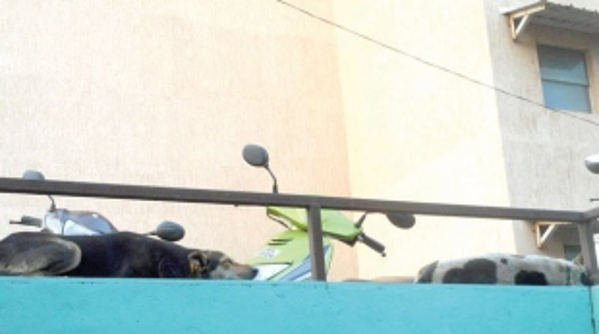 Stop the stray dogs menace in Ponda