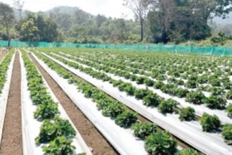 Strawberry fields forever: A decade on, hilly hamlets of Sanguem reap the fruits of their labour