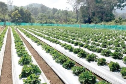 Strawberry fields forever: A decade on, hilly hamlets of Sanguem reap the fruits of their labour