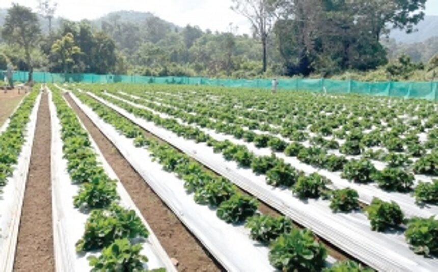 Strawberry fields forever: A decade on, hilly hamlets of Sanguem reap the fruits of their labour