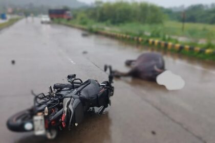 Stray Cattle Cause Nighttime Accident Near Porskade Signal, Rider Seriously Injured