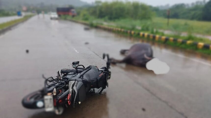 Stray Cattle Cause Nighttime Accident Near Porskade Signal, Rider Seriously Injured 1 Stray Cattle Cause Nighttime Accident Near Porskade Signal, Rider Seriously Injured