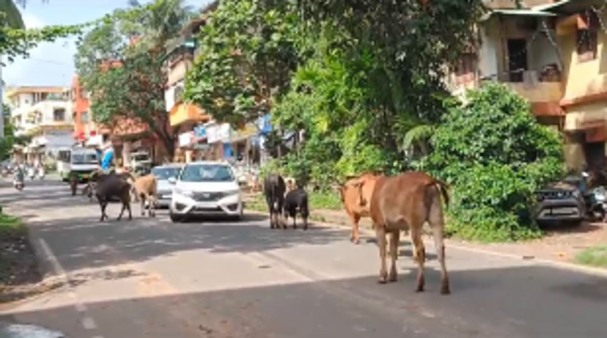Stray Cattle Menace Persists: Residents Urge Municipal Action to Prevent Accidents