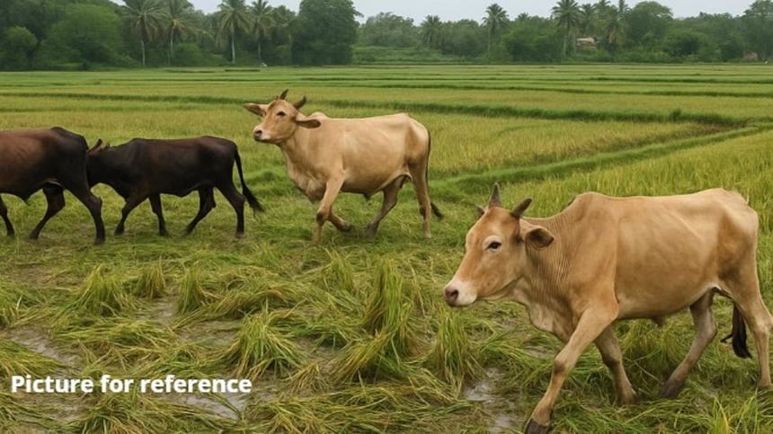 Stray Cattle Wreak Havoc in St Cruz Paddy Fields, Farmers Suffer Heavy Crop Losses 1 Stray Cattle Wreak Havoc in St Cruz Paddy Fields, Farmers Suffer Heavy Crop Losses