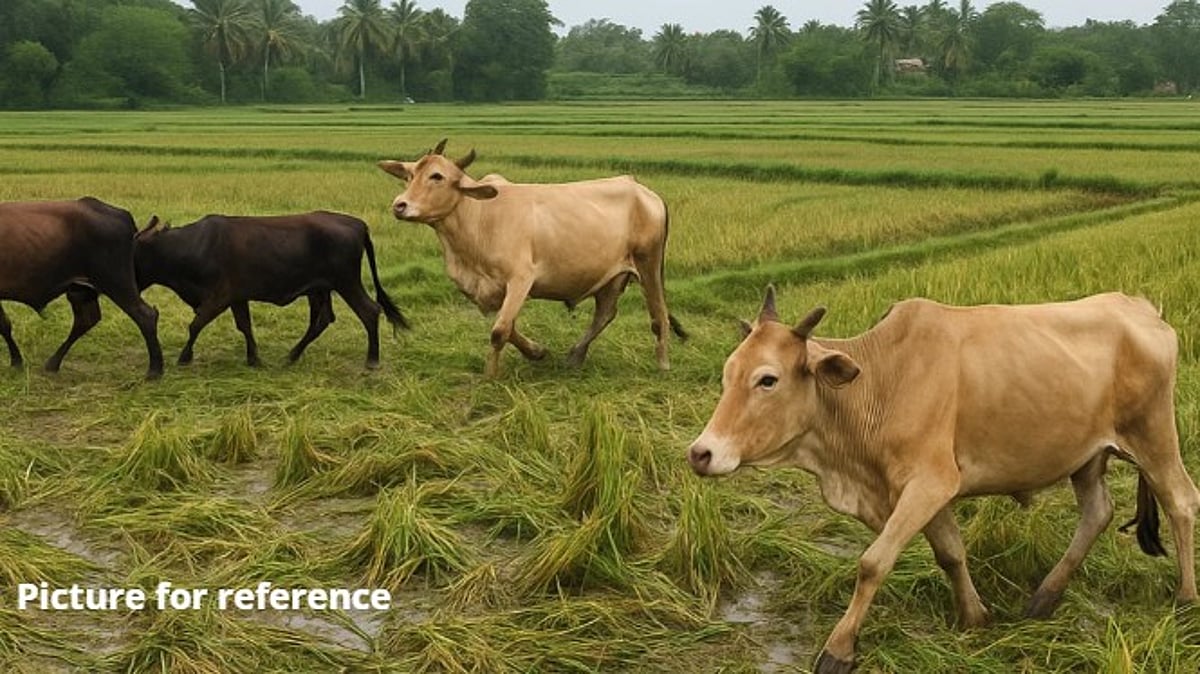 Stray Cattle Wreak Havoc in St Cruz Paddy Fields, Farmers Suffer Heavy Crop Losses