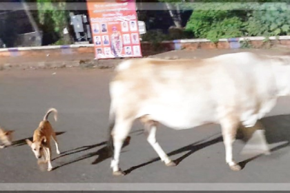 Stray Cattle and Dogs Cause Nighttime Chaos in Mapusa, Authorities Urged to Act