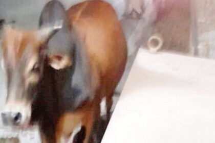 Stray Cattle in Goa: A Growing Danger on Highways and a Threat to Public Safety