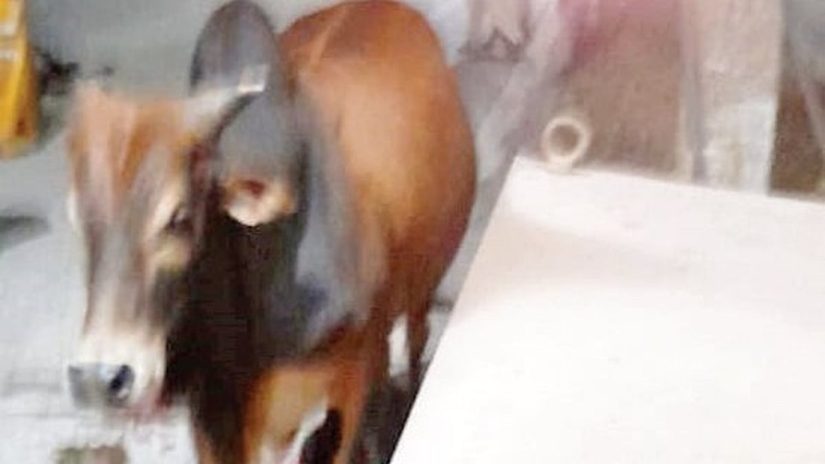 Stray Cattle in Goa: A Growing Danger on Highways and a Threat to Public Safety