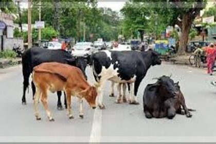 Stray Cattle in Mapusa Pose Nighttime Hazard for Motorists