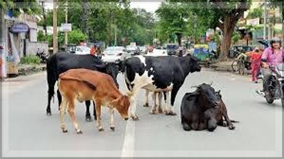 Stray Cattle in Mapusa Pose Nighttime Hazard for Motorists