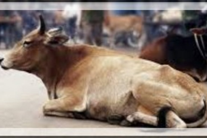 Stray Cow Attack Turns Dream Vacation into Nightmare for Spanish Tourists in Goa