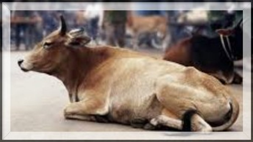 Stray Cow Attack Turns Dream Vacation into Nightmare for Spanish Tourists in Goa 1 Stray Cow Attack Turns Dream Vacation into Nightmare for Spanish Tourists in Goa