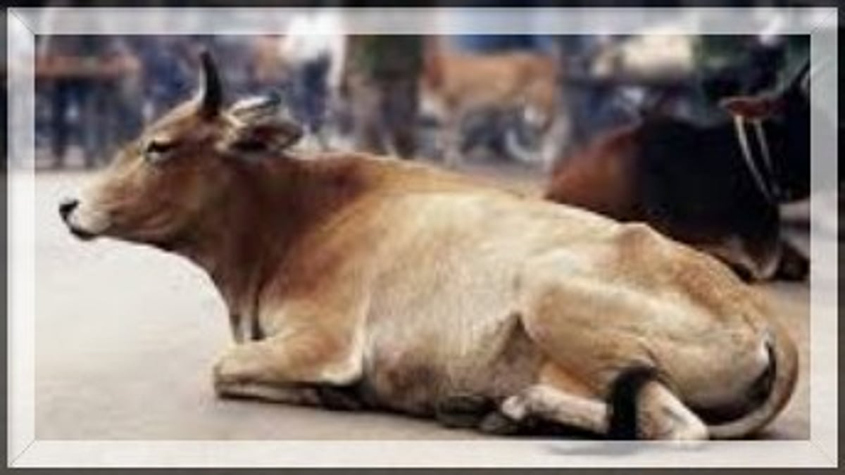 Stray Cow Attack Turns Dream Vacation into Nightmare for Spanish Tourists in Goa