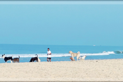 Stray Dog Attacks on Goa Beaches Disrupting Foreign Tourists' Vacations