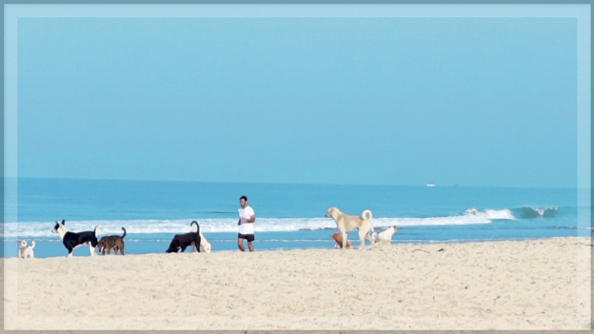 Goa spent 25 crore on beach cleaning as new 89 crore contract awarded 1 Stray Dog Attacks on Goa Beaches Disrupting Foreign Tourists' Vacations