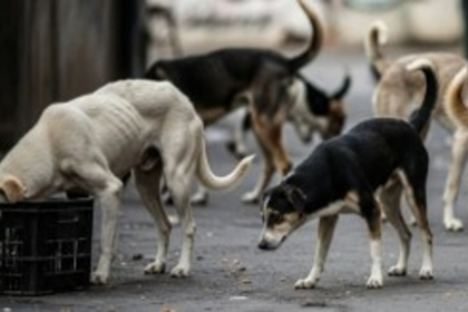 Stray Dog Shelter to Be Set Up in Goa Following Court Directions: Minister Halarnkar