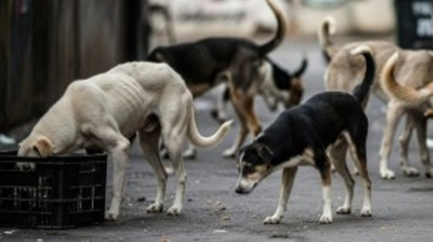 Stray Dog Shelter to Be Set Up in Goa Following Court Directions: Minister Halarnkar