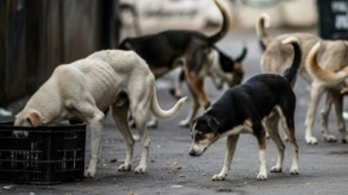Stray Dog Shelter to Be Set Up in Goa Following Court Directions: Minister Halarnkar