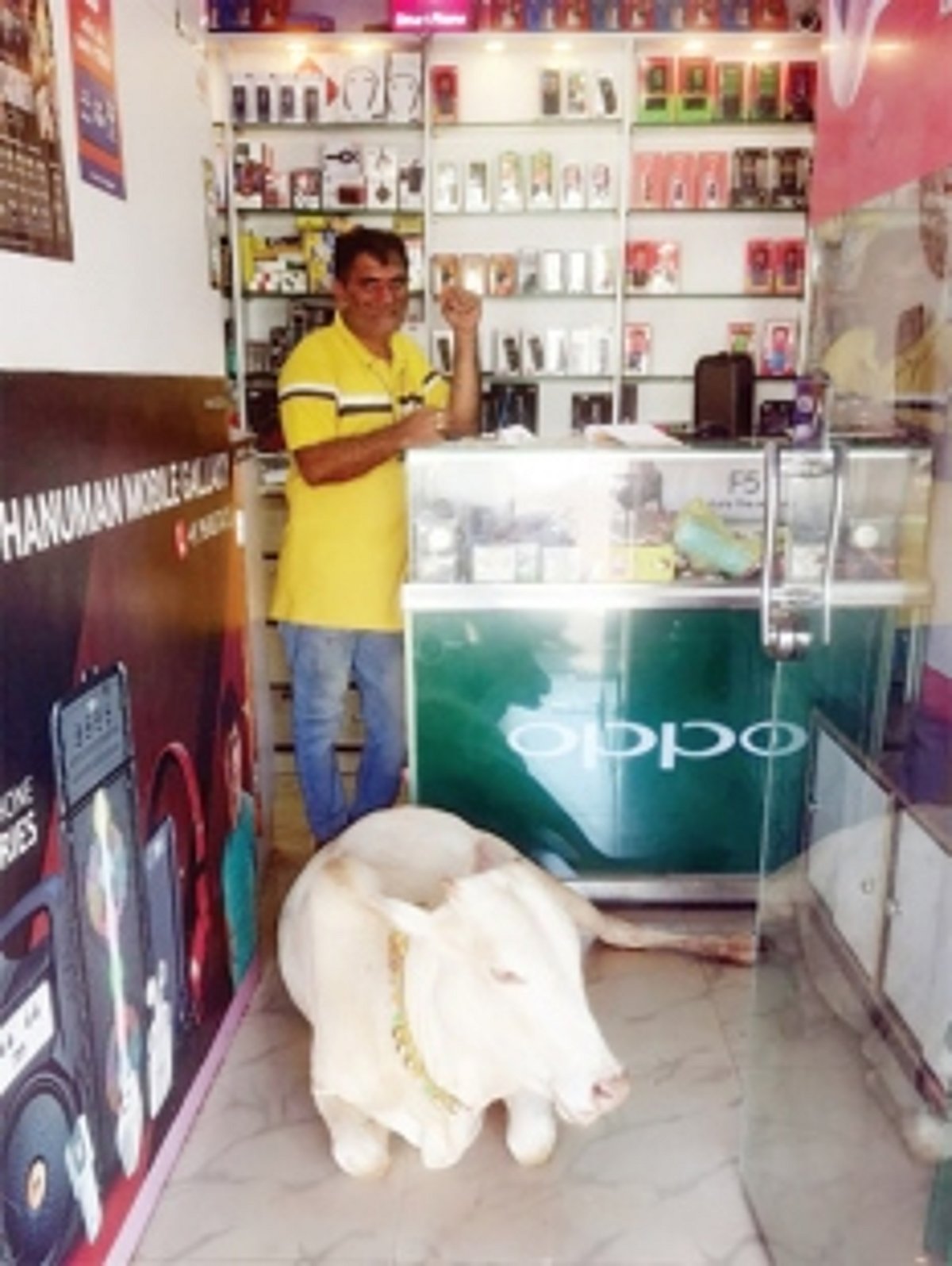 Stray calf finds daily haven in mobile shop, wins hearts in Sanguem