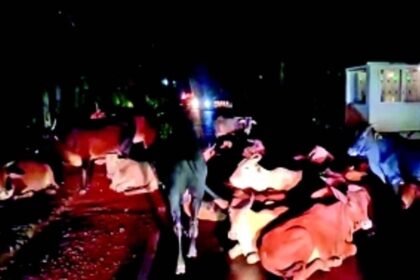 Stray cattle a nuisance at Siolim