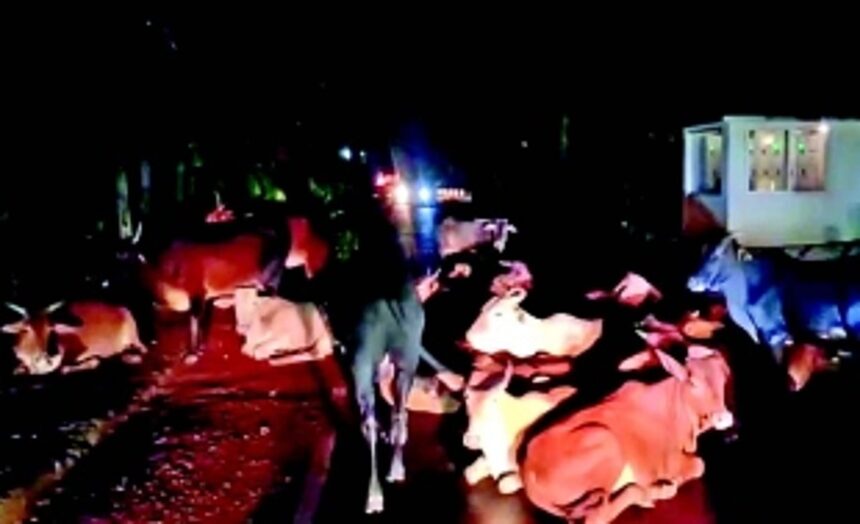 Stray cattle a nuisance at Siolim 1 Stray cattle a nuisance at Siolim