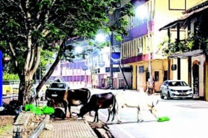 Stray cattle a nuisance in capital city