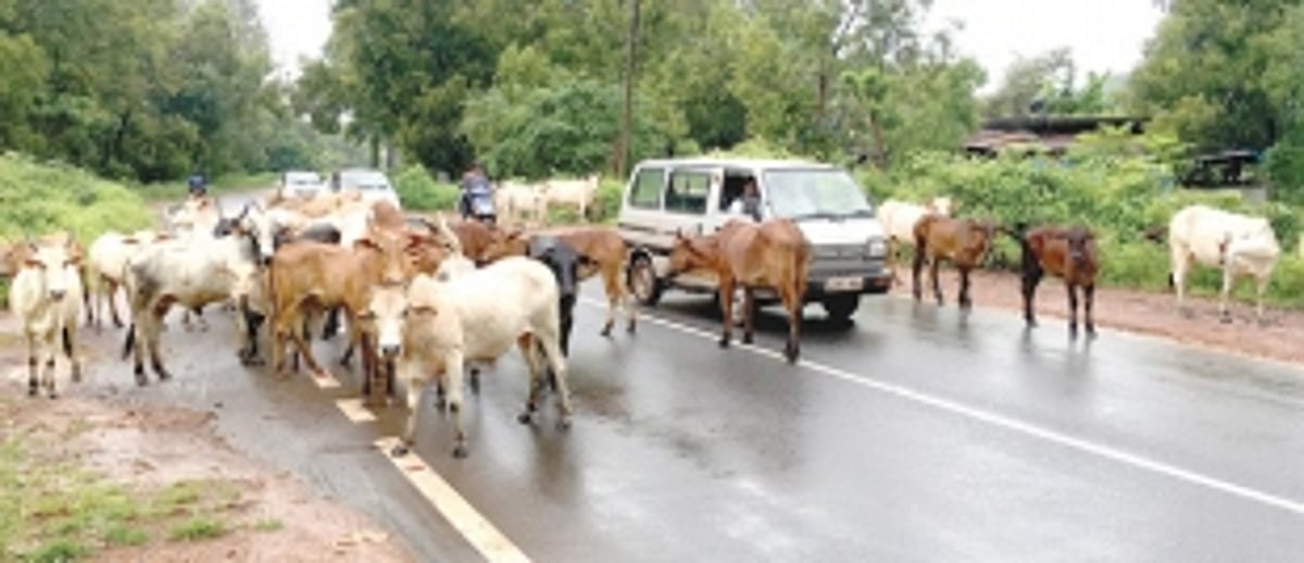 Stray cattle a nuisance on Pernem roads, say villagers