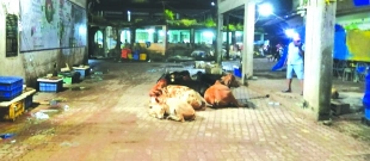 Stray cattle at Canacona fish market force fish vendors to sit outside