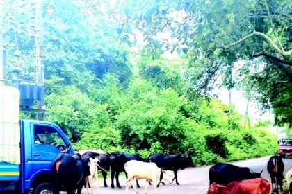 Stray cattle, bad roads a nuisance at Duler