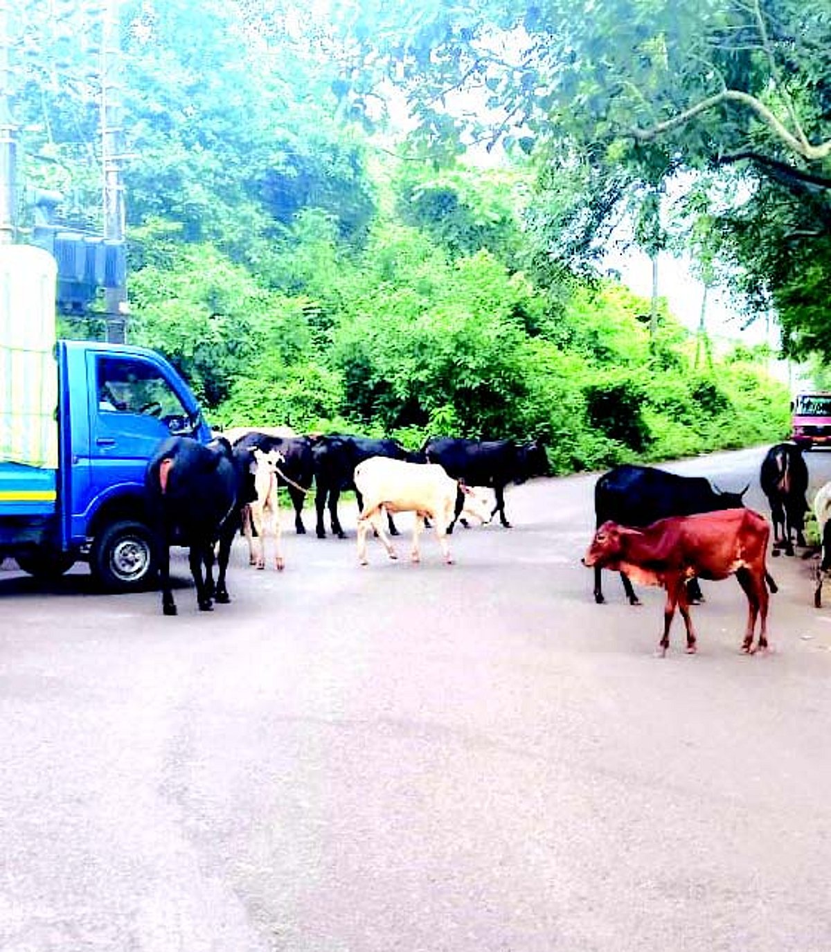 Stray cattle, bad roads a nuisance at Duler