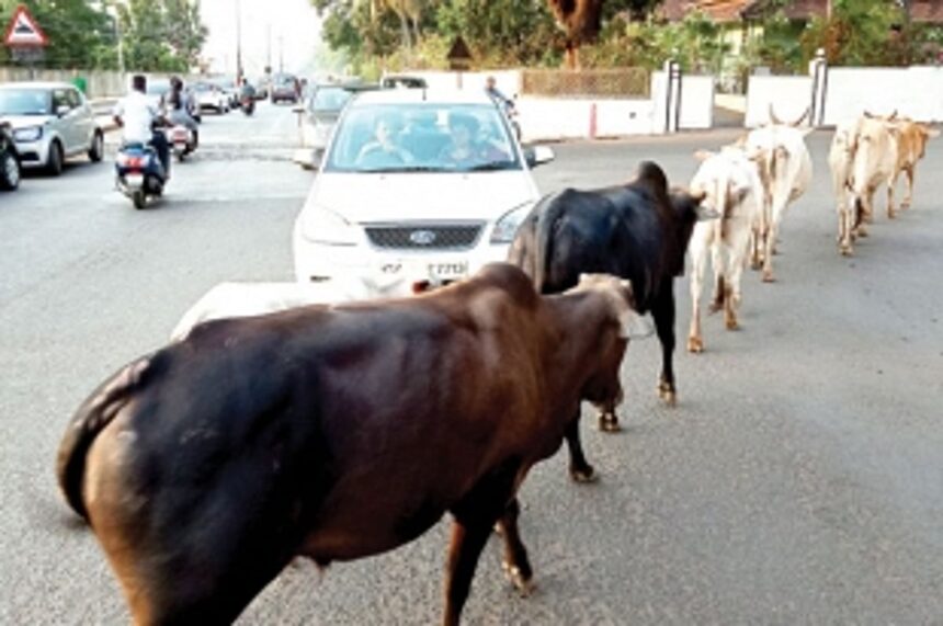 Stray cattle blocking traffic at Taleigao