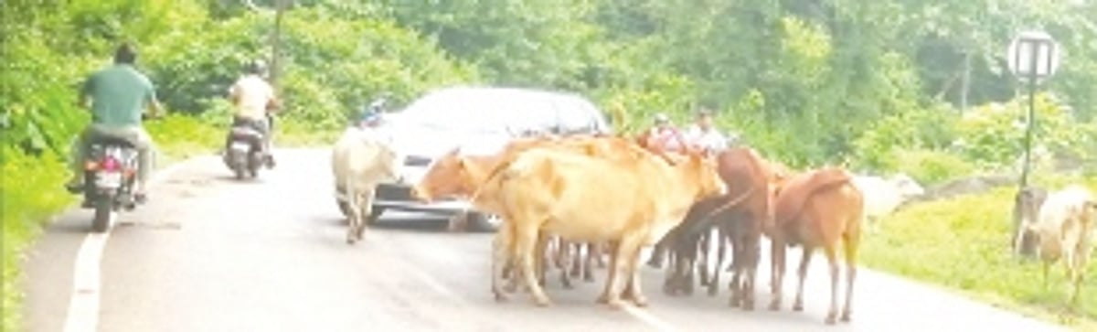 Stray cattle create nuisance at Canacona