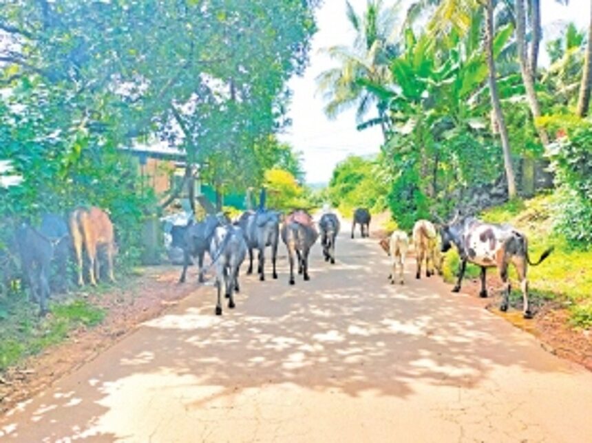Stray cattle create nuisance at Pernem