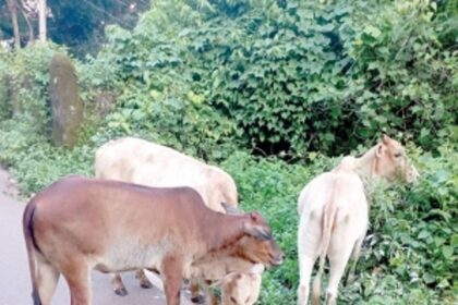 Stray cattle create nuisance, cause of accidents in Bastora