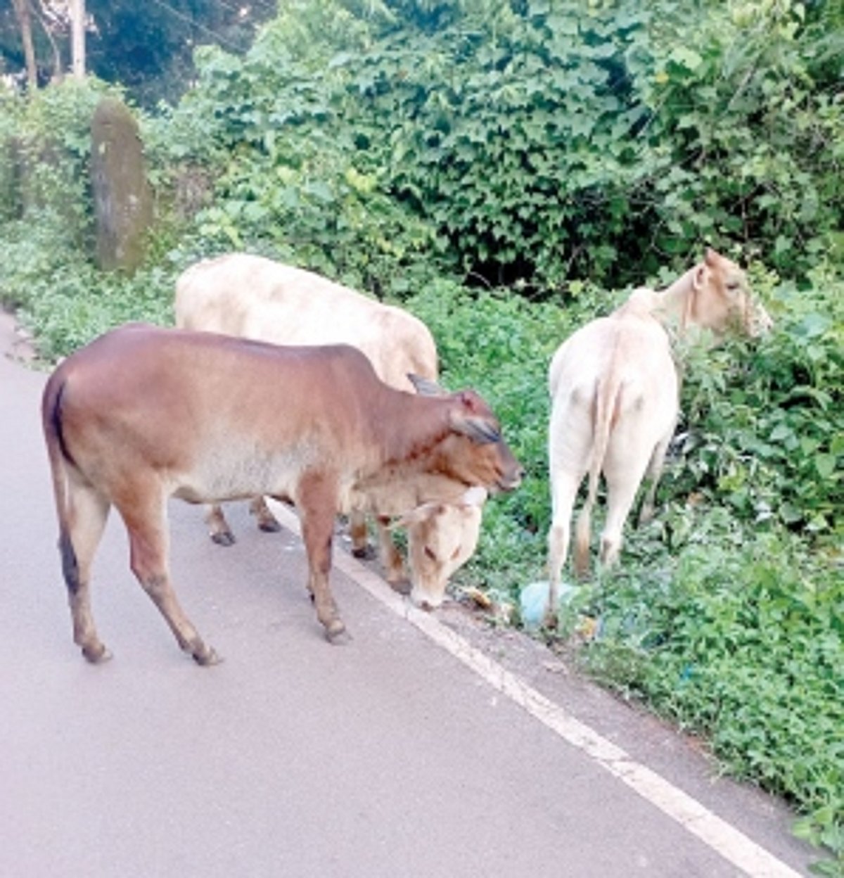 Stray cattle create nuisance, cause of accidents in Bastora