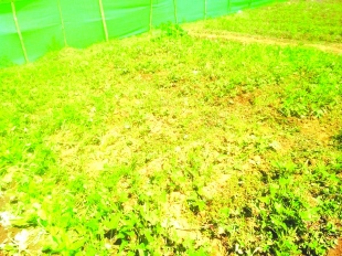 Stray cattle destroy vegetable  cultivation at Arlem