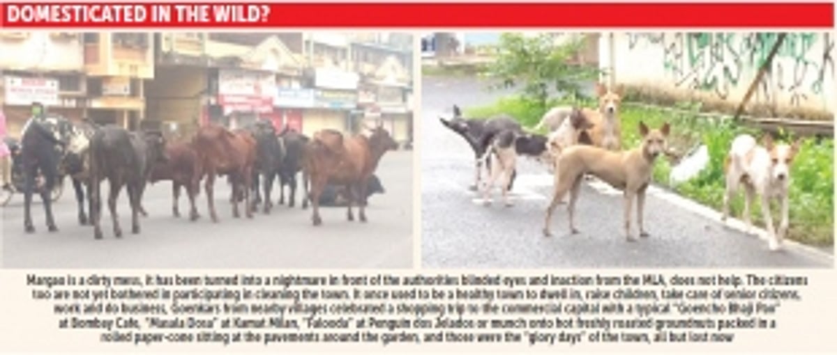 Stray cattle, dog menace in Goa’s commercial capital