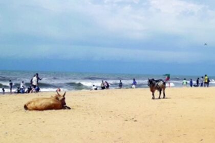 Stray cattle haunting tourists visiting North Goa beaches