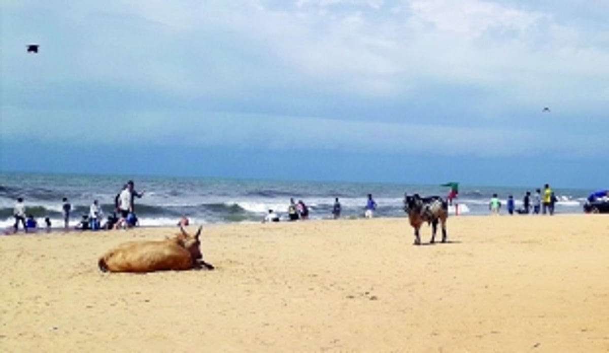 Stray cattle haunting tourists visiting North Goa beaches