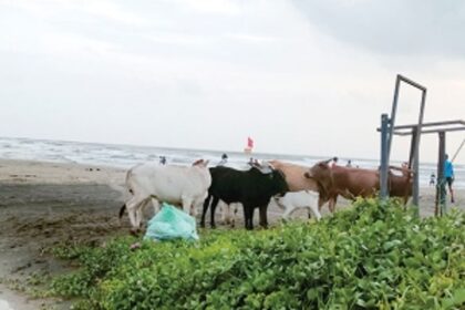Stray cattle have cast a bad light on Pernem beaches, regret locals