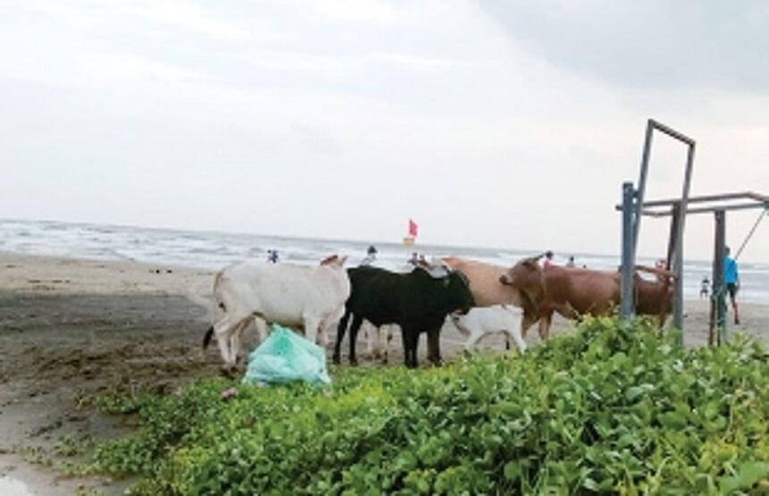 Stray cattle have cast a bad light on Pernem beaches, regret locals