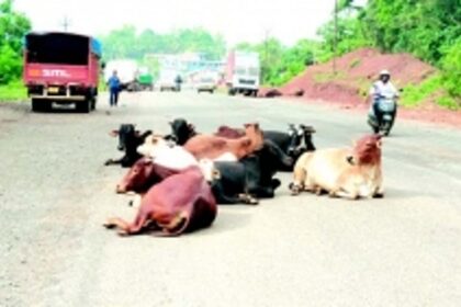 Stray cattle, illegal parking at Baytakhol haunts residents