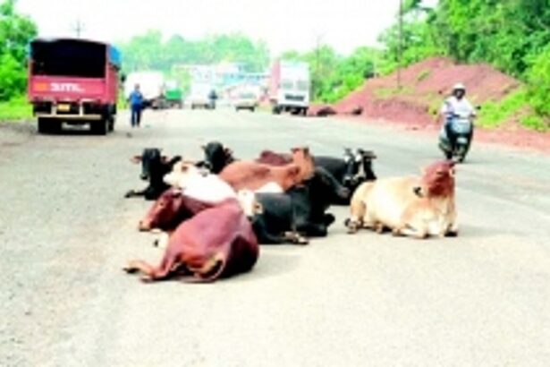Stray cattle, illegal parking at Baytakhol haunts residents