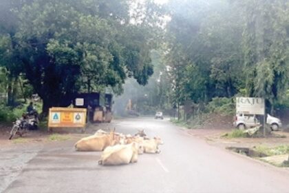 Stray cattle in Calangute  impounded to curb menace
