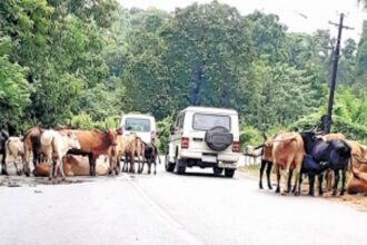 Stray cattle increasing on Curchorem-Sanguem road