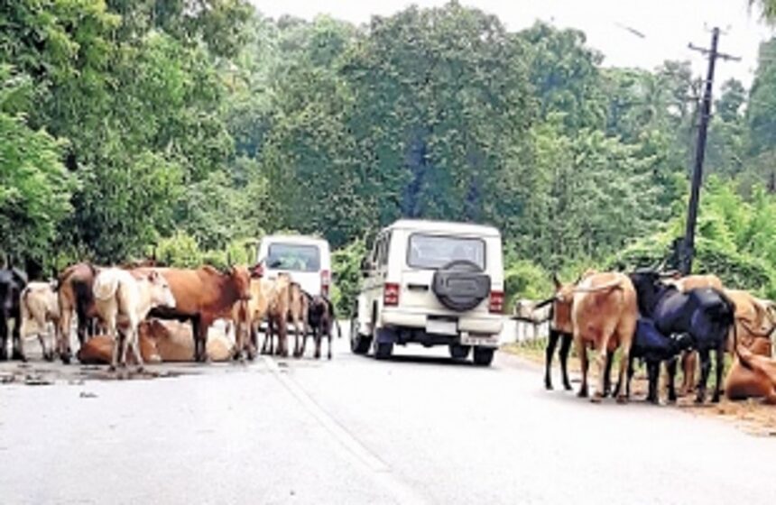 Stray cattle increasing on Curchorem-Sanguem road