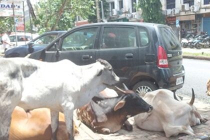 Stray cattle invade Vasco parking space