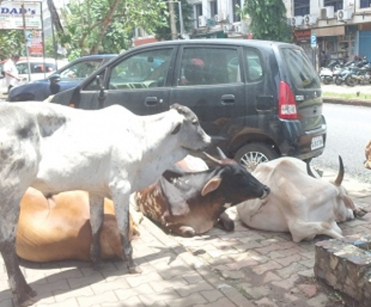 Stray cattle invade Vasco parking space
